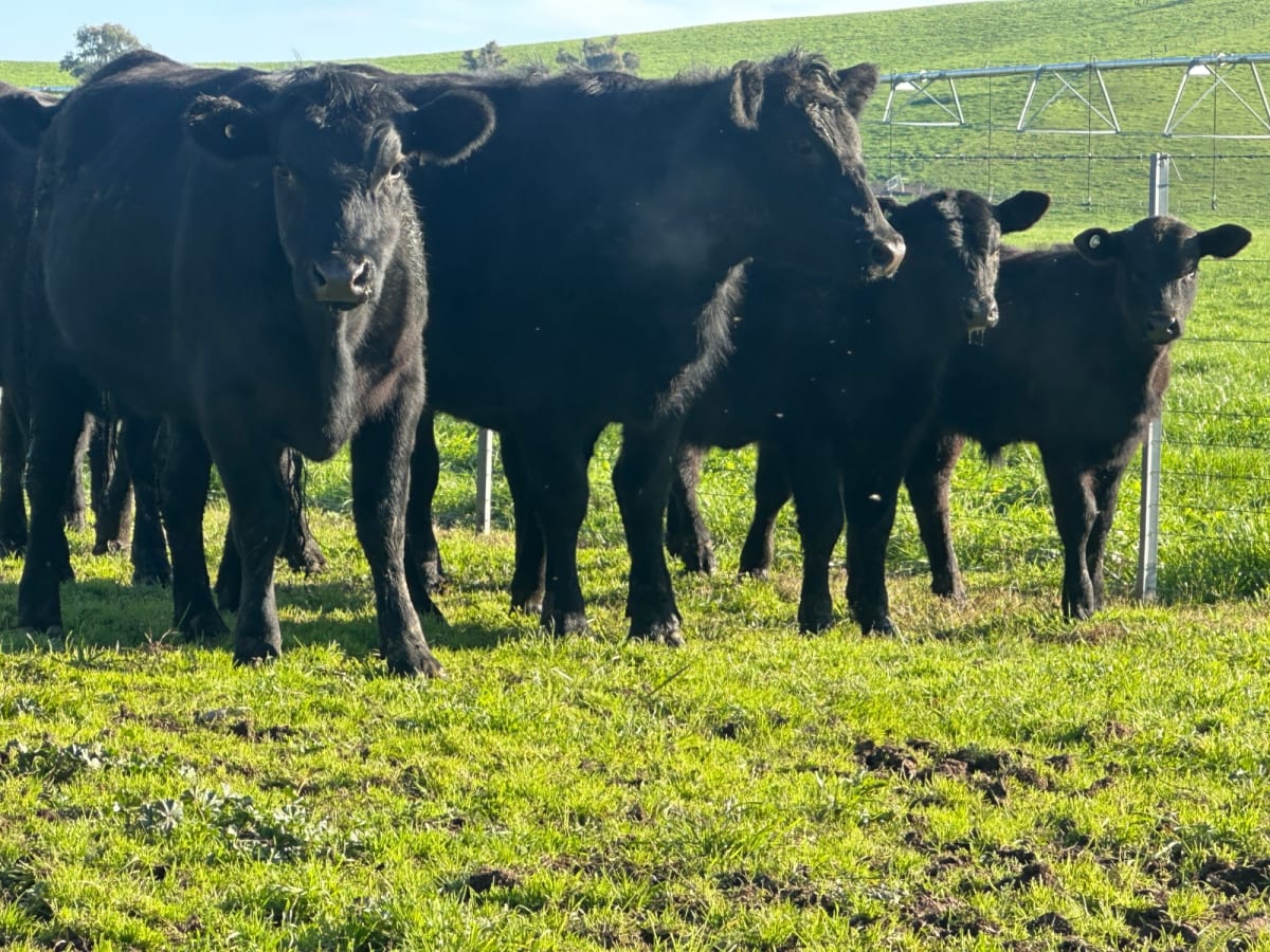 4 Purebred Angus Cows & Calves (AuctionsPlus), Tooma NSW - Agora Livestock listing QVPIL4N