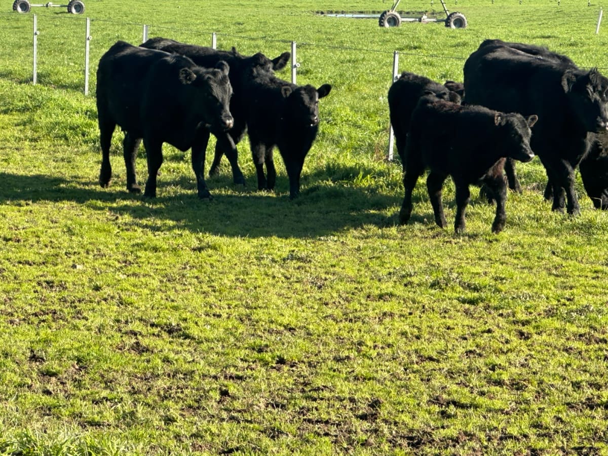 4 Purebred Angus Cows & Calves (AuctionsPlus), Tooma NSW - Agora Livestock listing QVPIL4N