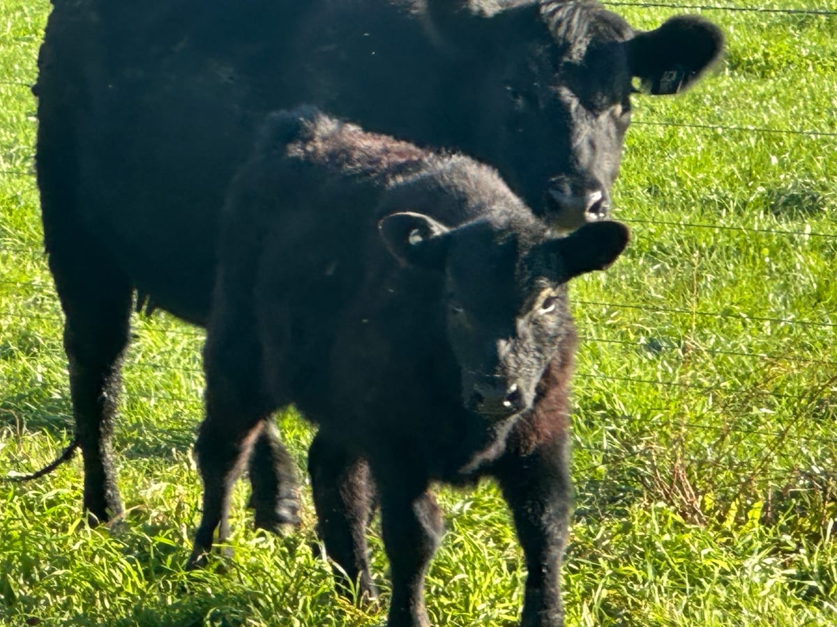 4 Purebred Angus Cows & Calves (AuctionsPlus), Tooma NSW - Agora Livestock listing QVPIL4N
