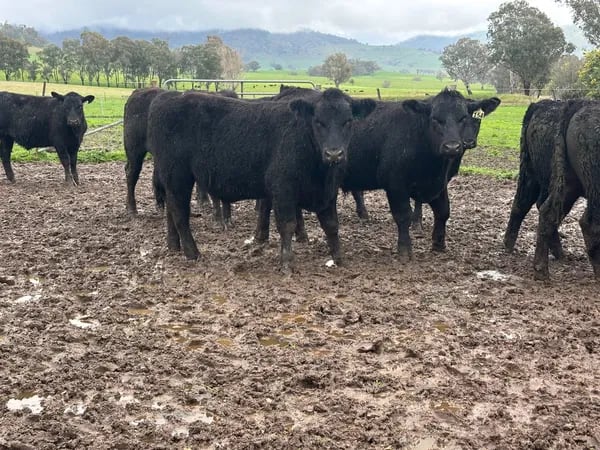 9 Angus Weaner Steers to Auction, Cudgewa VIC - Agora Livestock listing DVOID5K