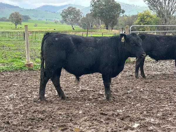 9 Angus Weaner Steers to Auction, Cudgewa VIC - Agora Livestock listing DVOID5K