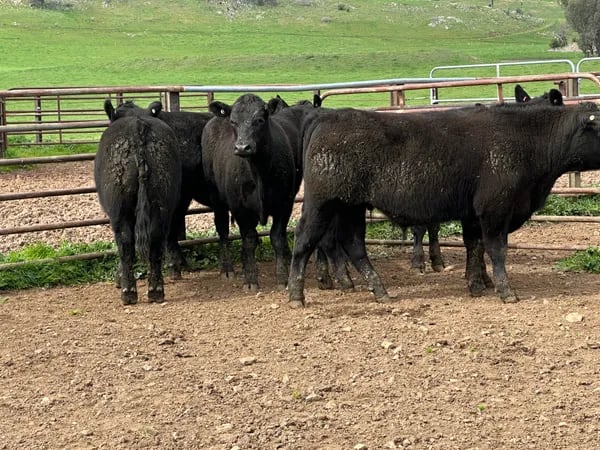 8 Angus Weaned Steers, Tintaldra VIC - Agora Livestock listing DVOIDOK