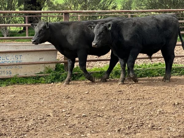 8 Angus Weaned Steers, Tintaldra VIC - Agora Livestock listing DVOIDOK
