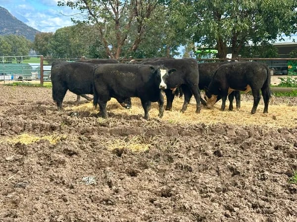 8 Angus X Weaned Steers, Tintaldra VIC - Agora Livestock listing MKPIL13