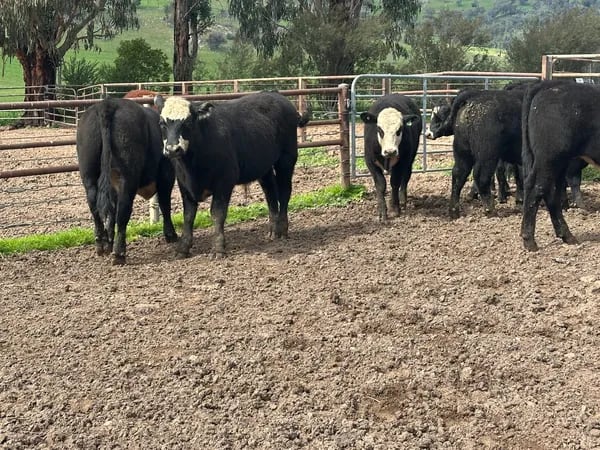 8 Angus X Weaned Steers, Tintaldra VIC - Agora Livestock listing MKPIL13