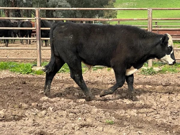 8 Angus X Weaned Steers, Tintaldra VIC - Agora Livestock listing MKPIL13