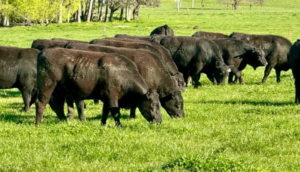 43 Heavy Purebred Angus Feeder Steers, Nariel Valley , Vic  ( A+ Fri Sep 18th 9AM est ), Nariel Valley VIC - Agora Livestock listing 6XZIRWQ