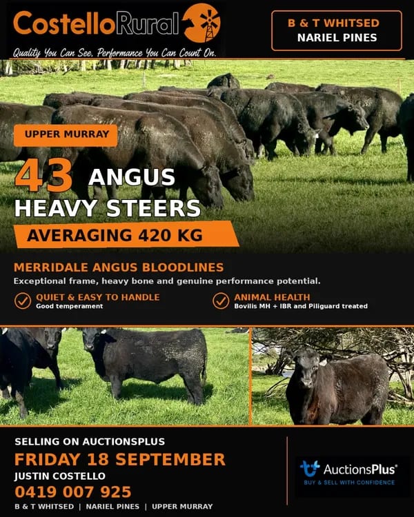 43 Heavy Purebred Angus Feeder Steers, Nariel Valley , Vic  ( A+ Fri Sep 18th 9AM est ), Nariel Valley VIC - Agora Livestock listing 6XZIRWQ