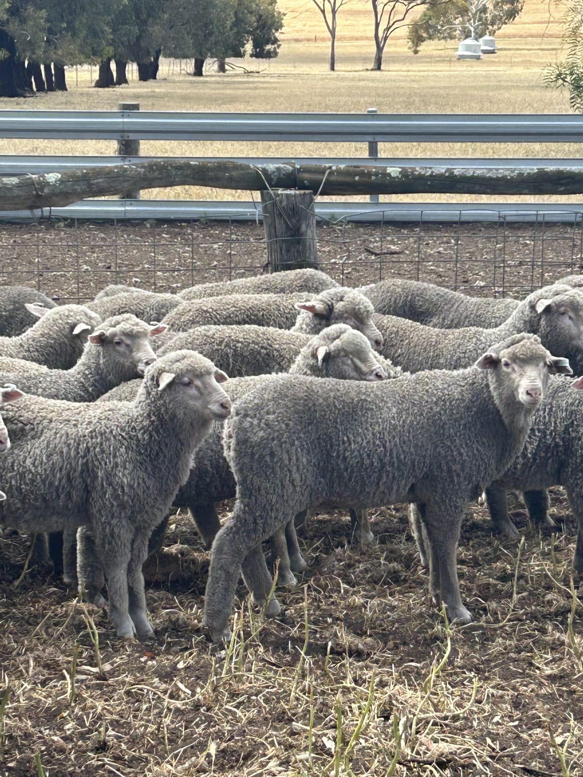 920 Purebred Merino Wether Lambs, 32kg+ Store, Beaufort River WA - Agora Livestock listing NDPI2MO