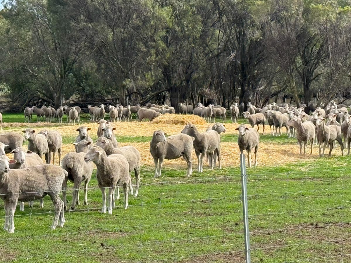 800 PTE Dohne/Merino Ewe Lambs, White Tag 2025, Collanilling WA - Agora Livestock listing Z0GBWYL