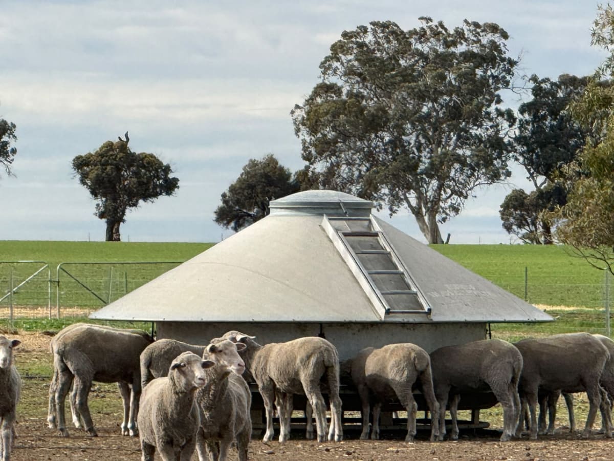 800 PTE Dohne/Merino Ewe Lambs, White Tag 2025, Collanilling WA - Agora Livestock listing Z0GBWYL