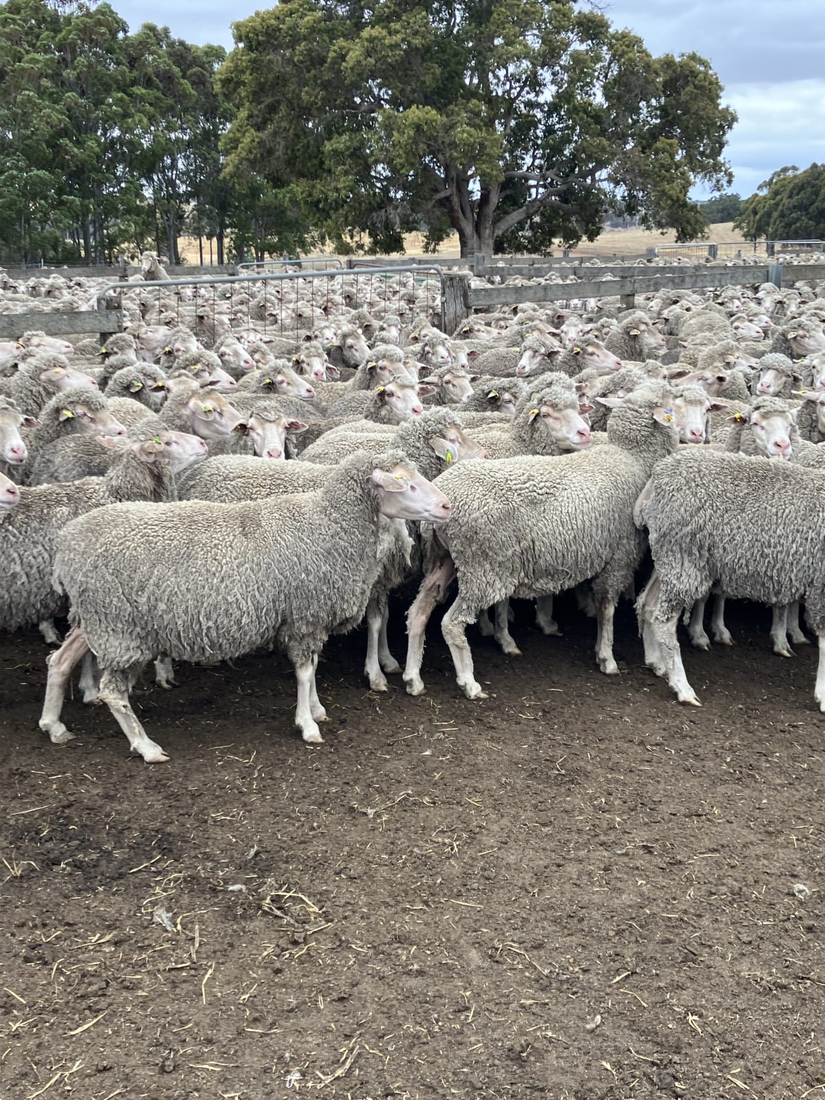 Highly Fertile Purebred MPM Merino Ewes, Soft White Wool, Jingalup WA - Agora Livestock listing PZPI0VE