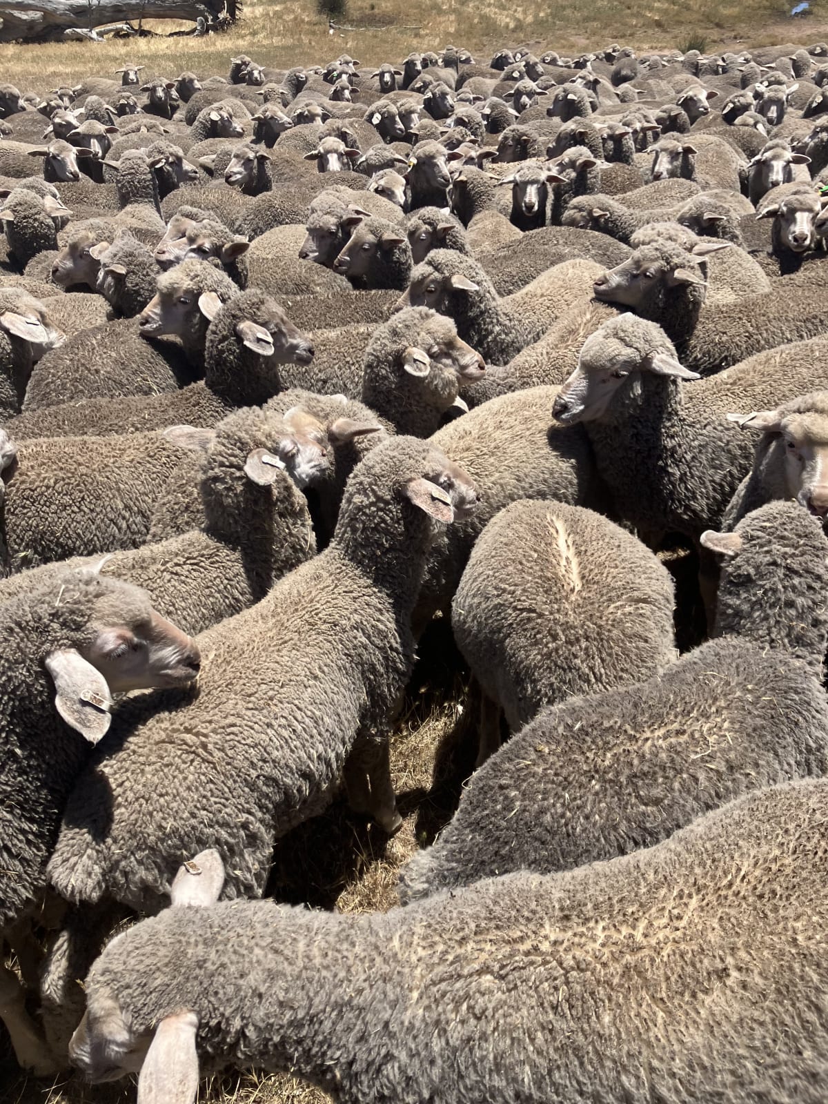 800 MPM Merino Ewe Lambs, White Tag, High Fertility, Jingalup WA - Agora Livestock listing 3QOIO2M