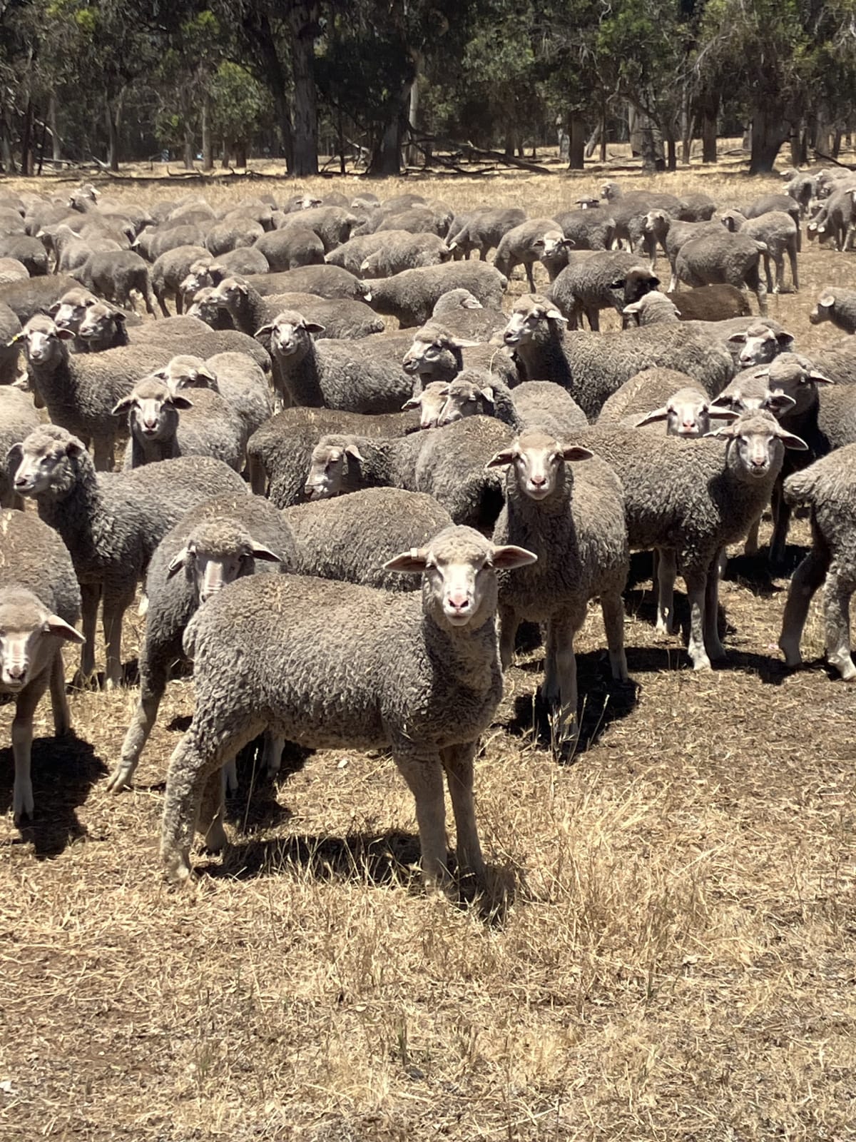 800 MPM Merino Ewe Lambs, White Tag, High Fertility, Jingalup WA - Agora Livestock listing 3QOIO2M
