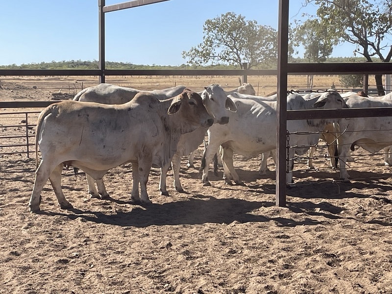 Western Gulf Bred PTIC Cows & Cow-Calf Units, Mareeba QLD - Agora Livestock listing 1N0IQN