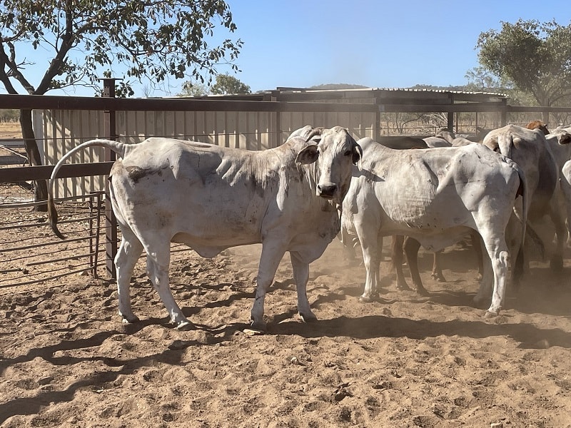 Western Gulf Bred PTIC Cows & Cow-Calf Units, Mareeba QLD - Agora Livestock listing 1N0IQN