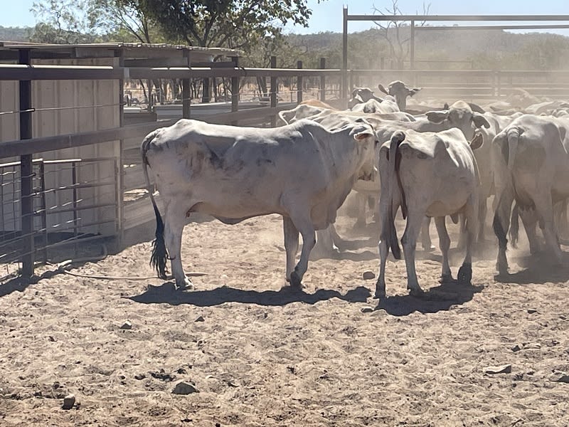 Western Gulf Bred PTIC Cows & Cow-Calf Units, Mareeba QLD - Agora Livestock listing 1N0IQN