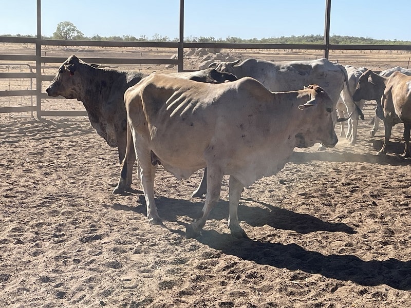 Western Gulf Bred PTIC Cows & Cow-Calf Units, Mareeba QLD - Agora Livestock listing 1N0IQN