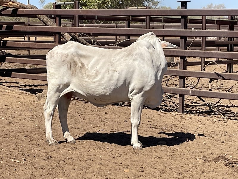 Western Gulf Bred PTIC Cows & Cow-Calf Units, Mareeba QLD - Agora Livestock listing 1N0IQN