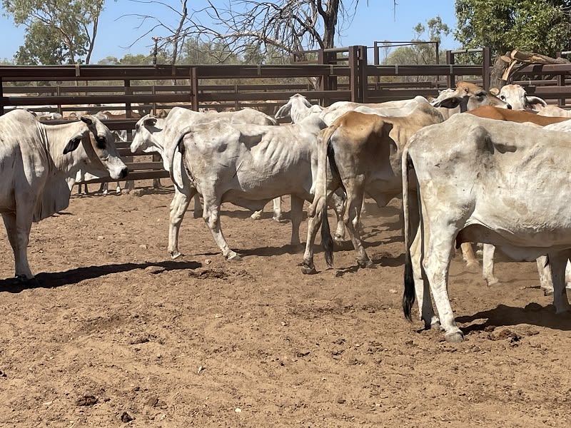 Western Gulf Bred PTIC Cows & Cow-Calf Units, Mareeba QLD - Agora Livestock listing 1N0IQN