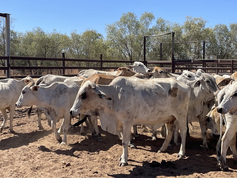 Western Gulf Bred PTIC Cows & Cow-Calf Units, Mareeba QLD - Agora Livestock listing 1N0IQN