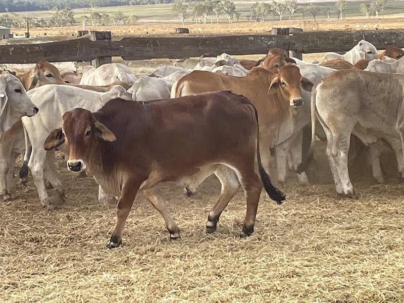 88 Store Weaner Steers, Weighed & Backlined, Mareeba QLD - Agora Livestock listing WWPI0Q