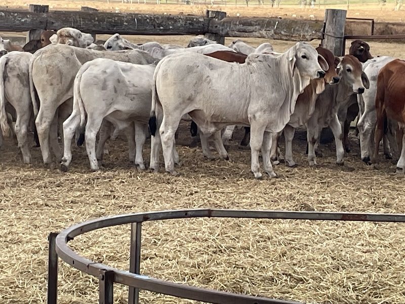 88 Store Weaner Steers, Weighed & Backlined, Mareeba QLD - Agora Livestock listing WWPI0Q