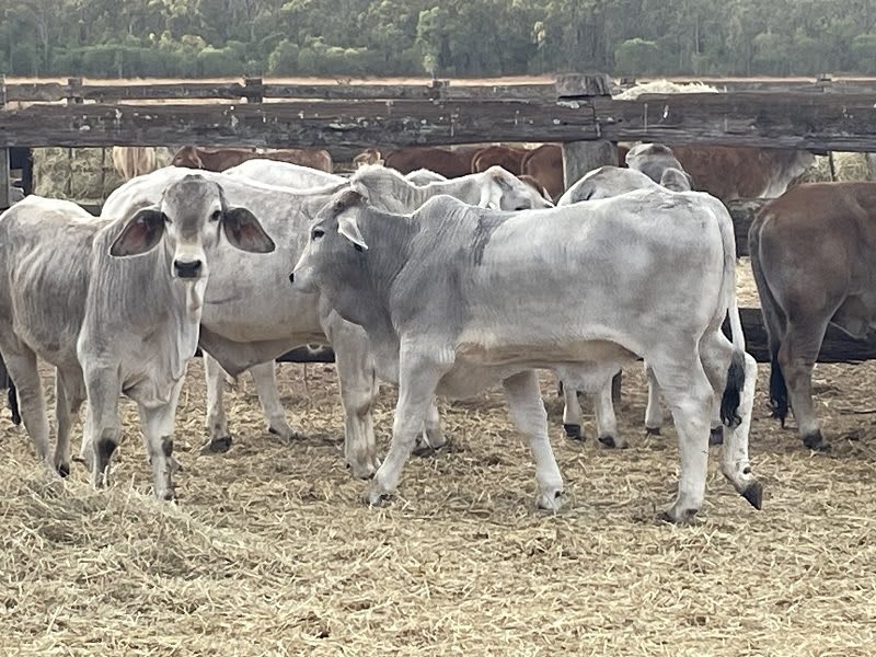 88 Store Weaner Steers, Weighed & Backlined, Mareeba QLD - Agora Livestock listing WWPI0Q