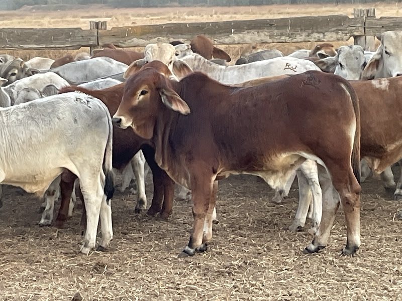 93 Yard-Weaned Brahman-Cross Steer Weaners, Mareeba QLD - Agora Livestock listing 2YXI5Y