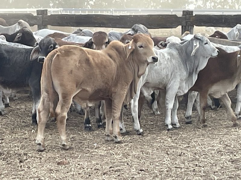 93 Yard-Weaned Brahman-Cross Steer Weaners, Mareeba QLD - Agora Livestock listing 2YXI5Y