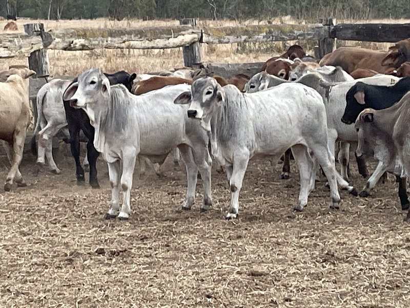 93 Yard-Weaned Brahman-Cross Steer Weaners, Mareeba QLD - Agora Livestock listing 2YXI5Y