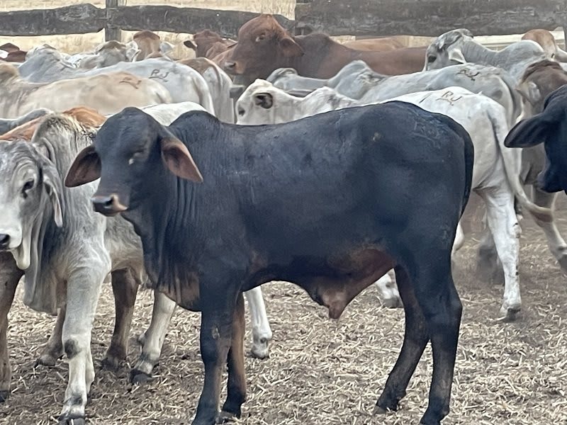 93 Yard-Weaned Brahman-Cross Steer Weaners, Mareeba QLD - Agora Livestock listing 2YXI5Y