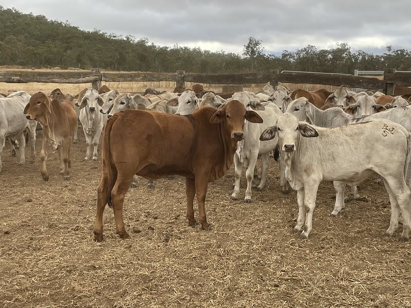 157 Weaned Crossbred Heifers, Good Condition, Yard Weaned, Mareeba QLD - Agora Livestock listing R2PCRP
