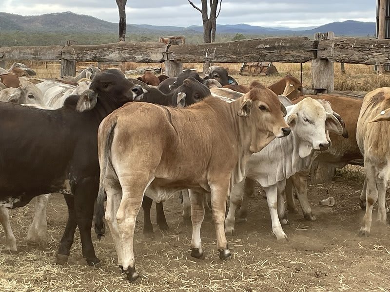 157 Weaned Crossbred Heifers, Good Condition, Yard Weaned, Mareeba QLD - Agora Livestock listing R2PCRP
