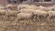 705 Purebred Merino Store Wether Lambs, White Wool, Gnowangerup WA - Agora Livestock listing Z0GBW5R