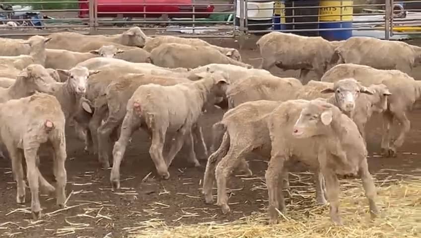 705 Purebred Merino Store Wether Lambs, White Wool, Gnowangerup WA - Agora Livestock listing Z0GBW5R