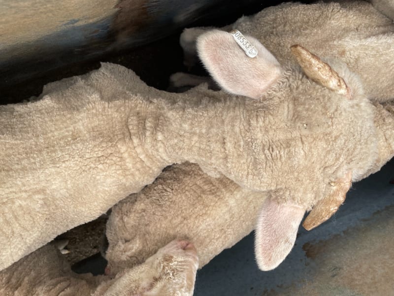 581 Merino Store Wether Lambs, Quality White Wool, Gnowangerup WA - Agora Livestock listing MKPILO1