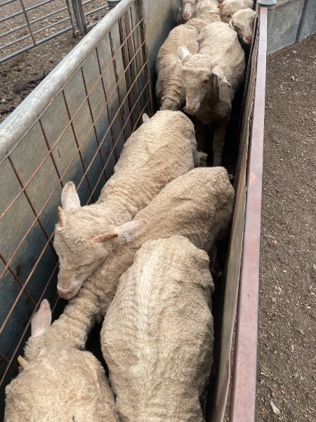 842 Merino Store Wether Lambs, White Wool Producers, Gnowangerup WA - Agora Livestock listing LKPIZP2
