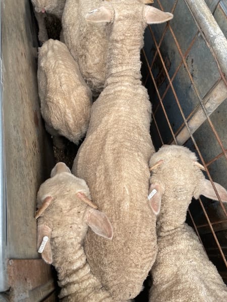 842 Merino Store Wether Lambs, White Wool Producers, Gnowangerup WA - Agora Livestock listing LKPIZP2