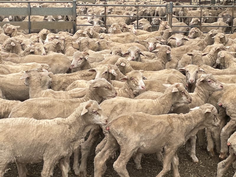 842 Merino Store Wether Lambs, White Wool Producers, Gnowangerup WA - Agora Livestock listing LKPIZP2