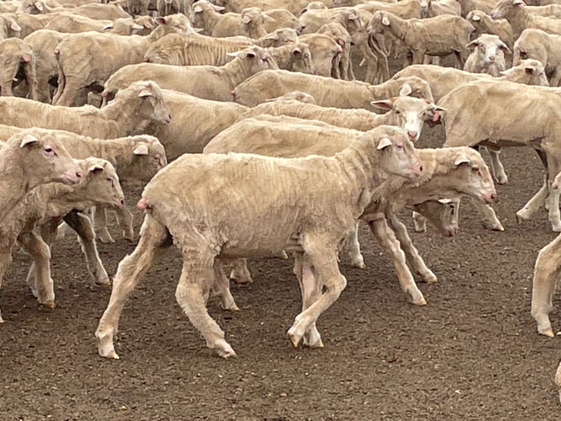 294 Quality Merino Store Wether Lambs, White Wool, Gnowangerup WA - Agora Livestock listing DVOID65
