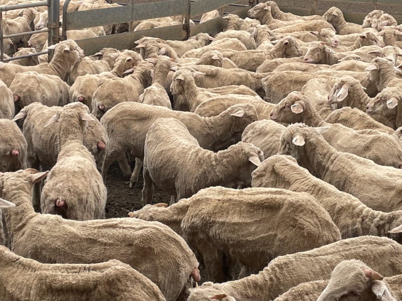 294 Quality Merino Store Wether Lambs, White Wool, Gnowangerup WA - Agora Livestock listing DVOID65