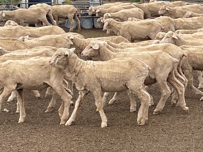 705 Purebred Merino Store Wether Lambs, White Wool, Gnowangerup WA - Agora Livestock listing Z0GBW5R