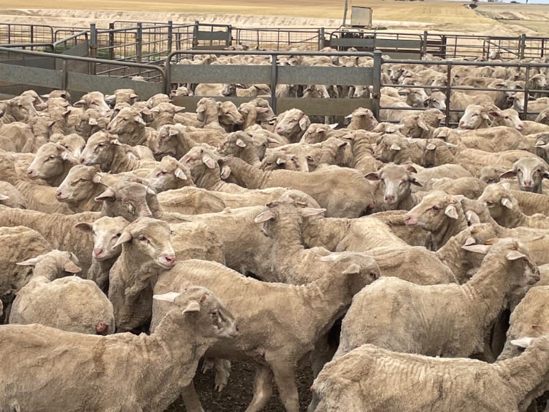 705 Purebred Merino Store Wether Lambs, A+ White Wool, Gnowangerup WA - Agora Livestock listing VDPIED1