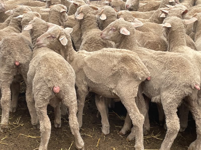 581 Merino Store Wether Lambs, Quality White Wool, Gnowangerup WA - Agora Livestock listing MKPILO1