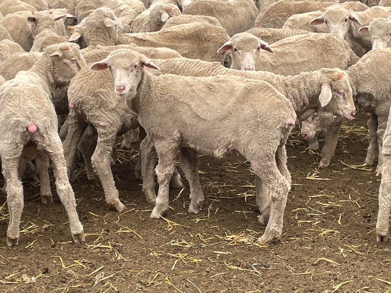 581 Merino Store Wether Lambs, Quality White Wool, Gnowangerup WA - Agora Livestock listing MKPILO1