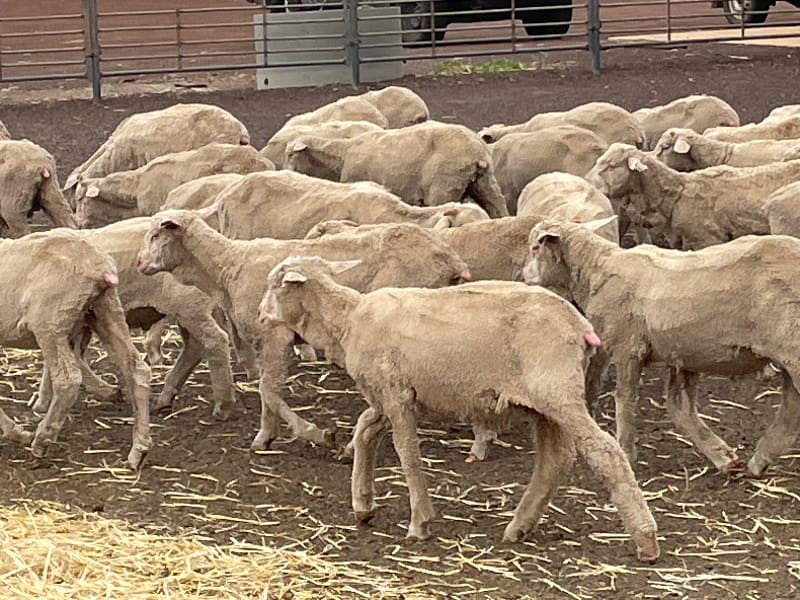 705 Purebred Merino Store Wether Lambs, A+ White Wool, Gnowangerup WA - Agora Livestock listing VDPIED1