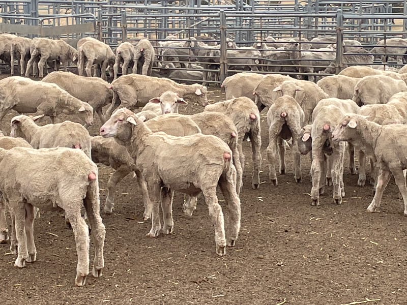 705 Purebred Merino Store Wether Lambs, White Wool, Gnowangerup WA - Agora Livestock listing Z0GBW5R
