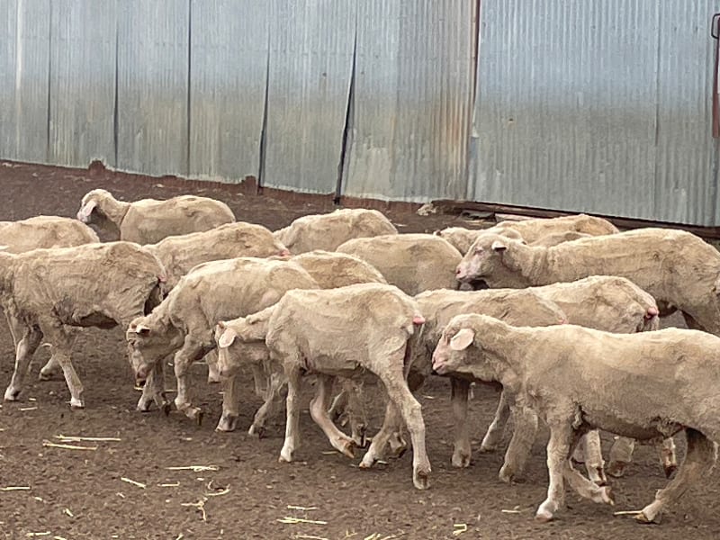 705 Purebred Merino Store Wether Lambs, White Wool, Gnowangerup WA - Agora Livestock listing Z0GBW5R
