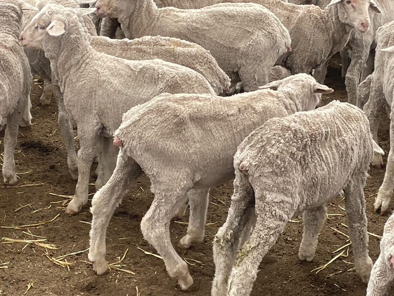 842 Merino Store Wether Lambs, White Wool Producers, Gnowangerup WA - Agora Livestock listing LKPIZP2